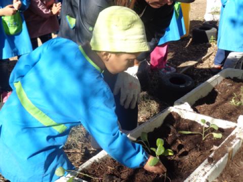 Plantando as couves