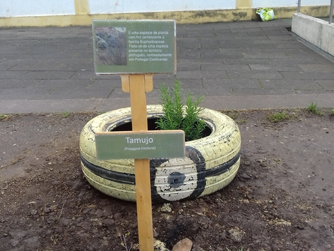 Plantação do dia da árvore - Tamujo