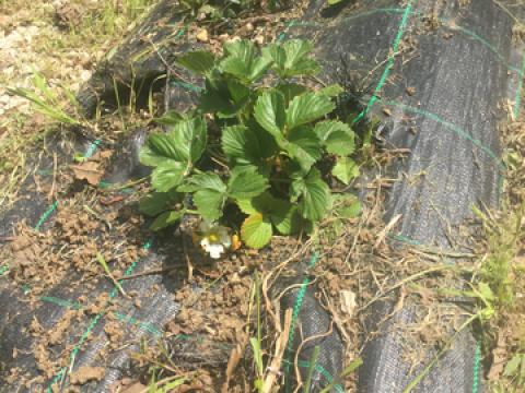 Os morangos já estão e flor.