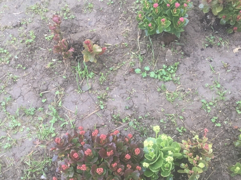 A primavera está quase a chegar.

Kalanchoes floridos.