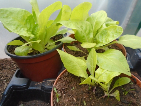 Alfaces provenientes de sementeira e transplantadas para vasos. Todos substratos utilizados são provenientes de composto produzido no CEO, com uma pequena mistura de terra.