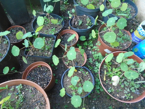 Aproveitamento de plântulas nascidas numa barreira de chagas - planta de jardim com flores e folhas comestíveis. A plantar na barreira sobranceira à horta biológica.