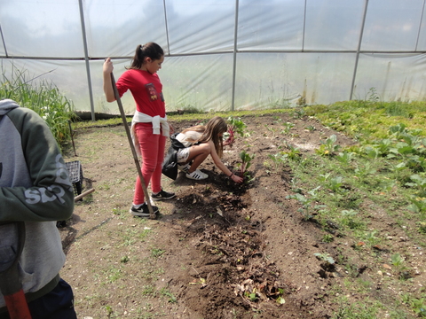 transplantação de beterrabas.