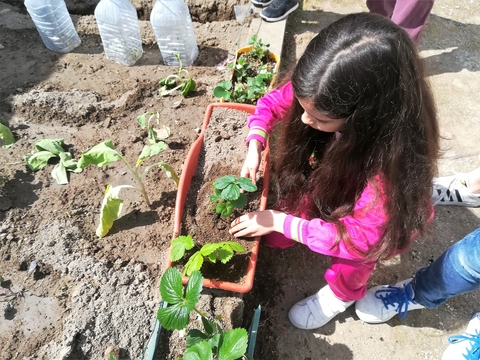 Plantação de morangueiros