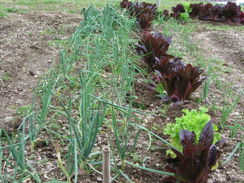 plantações