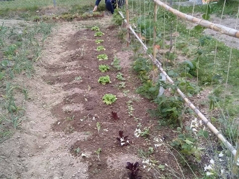 Cebolas, couves, rabanetes, alface e feijão verde.