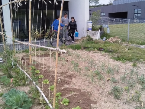 parte da horta com: couves, feijão verde, rabanetes, alface, cebolas... com uma parte da estrutura para feijão verde.