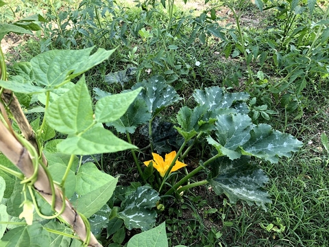 Feijão verde e curgete.