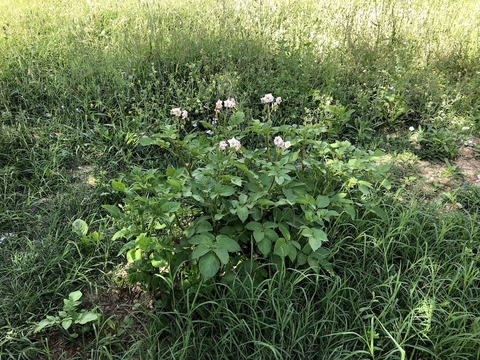 Batateira em flor.