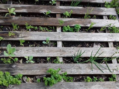 Vista geral da horta, com uma variedade de plantas: hortelã, cebolinho, alface, morangos, etc