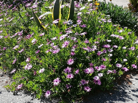 Canteiro de flores (margaridas). Função decorativa.