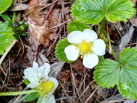 Morangueiro, em flor.