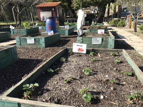 Plantação de morangos e vista geral da horta