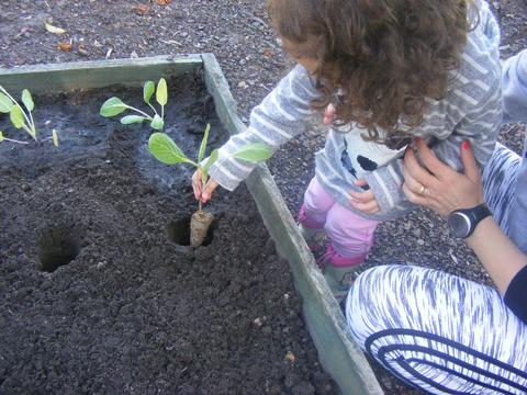 Plantação de couve de corte