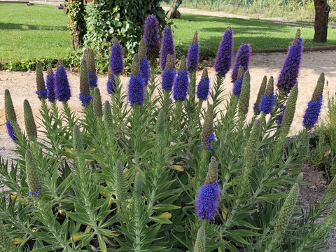 Echium candicans