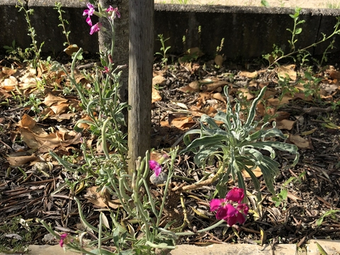 Matthiola incana