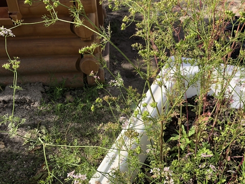 Apiaceae