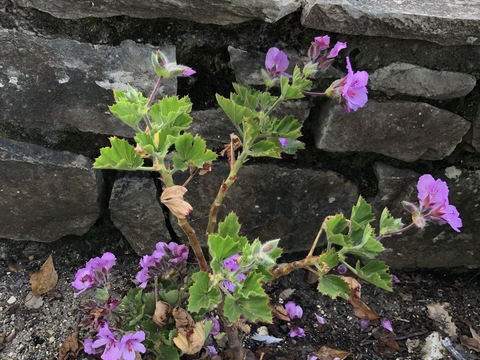 Pelargonium cucullatum