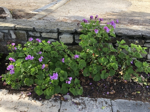 Pelargonium cucullatum