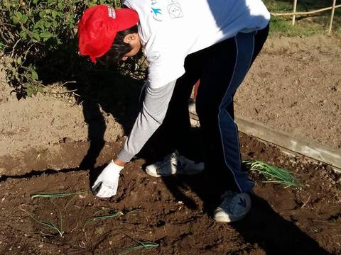 Plantação de cebolo, reconhecimento do mesmo. Cuidados a ter na horta.