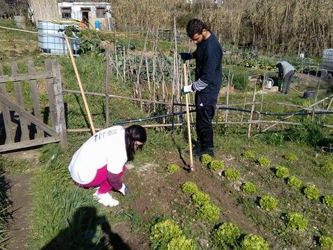 Colheita de Alfaces pelos alunos da Equipa de Educação Adaptada, que depois aproveitaram para analisar as alfaces e determinar o seu peso, trabalhando e enriquecendo os seus conhecimentos numa vertente funcional.