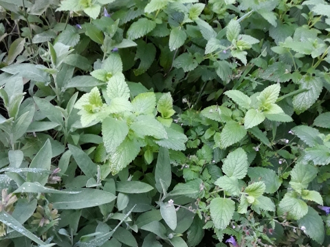 Cantinho das aromáticas