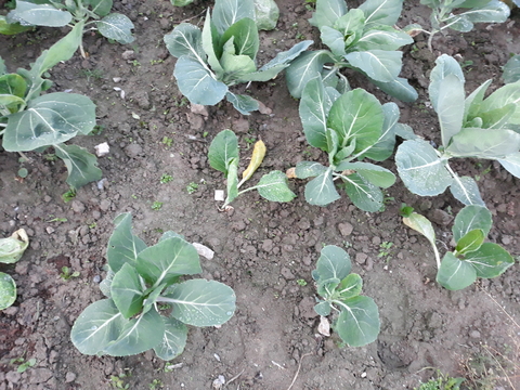 Identificação de legumes_couves