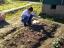 Plantação de legumes: preparação do terreno, colocar composto, plantar, regar.