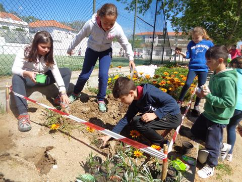 Transplantação de flores.