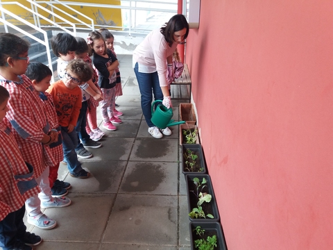 Plantação em vasos de hortelã, alfaces, tomilho, salsa e morangueiros.