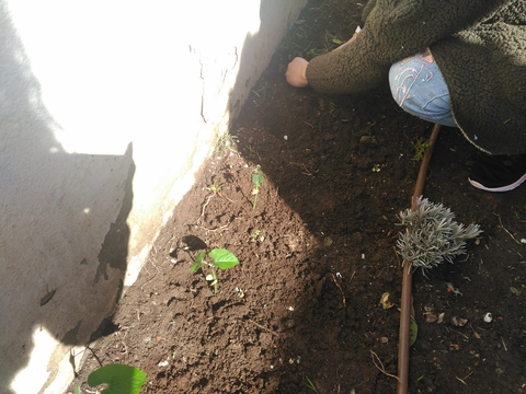 Plantação das sementeiras de feijão no canteiro.