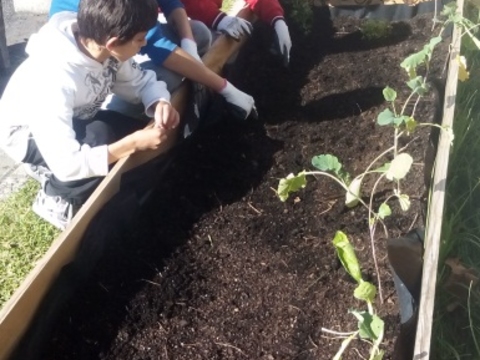 Preparação do terreno e sementeira/ plantação.