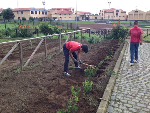 Plantação de Faias para embelezamento e cortina para o vento