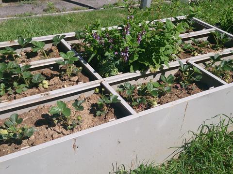 Novas floreiras para os morangos.