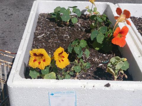 As plantas que nasceram em pequenas estufas de esferovite.