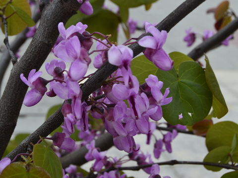 Flor da olaia