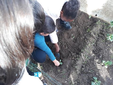 Plantação de legumes variados.