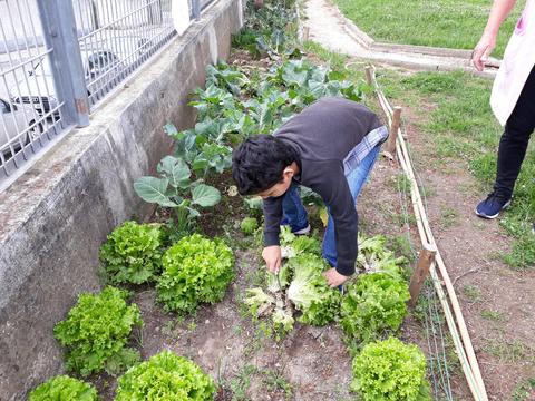 Fomos à nossa horta apanhar mais alfaces, pois os nossos legumes têm tido muita procura.