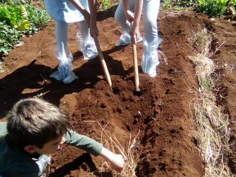 Preparação da terra para a plantação de batatas.