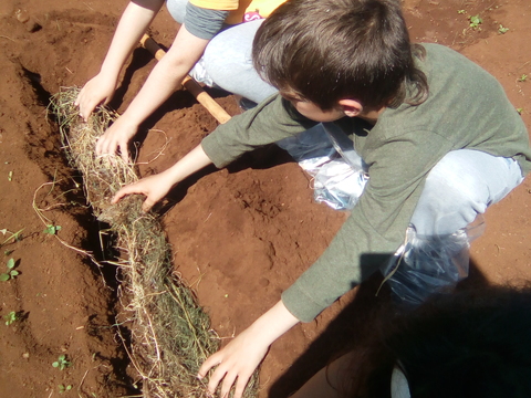 Plantação de batatas.