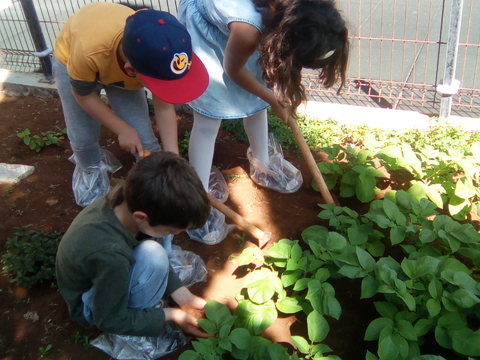 Chegar terra às batatas