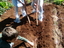 Preparação da terra para a plantação de batatas.