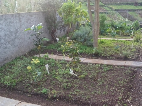 Plantas aromáticas como alecrim, erva caninha, losnas,...