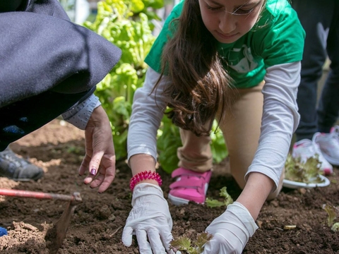 Plantação de alfaces pelos alunos e professores e representantes da autarquia, nas comemorações da Semana da Primavera Biológica.