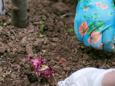 Plantação de alfaces pelos alunos e professores e representantes da autarquia, nas comemorações da Semana da Primavera Biológica.