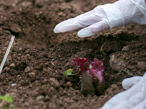 Plantação de alfaces pelos alunos e professores e representantes da autarquia, nas comemorações da Semana da Primavera Biológica.