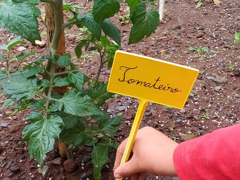 Colocação por um aluno, de uma placa de identificação para os tomateiros.