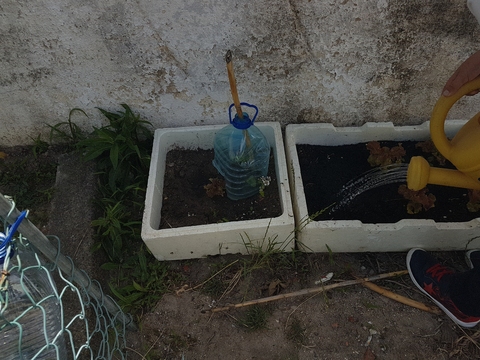 Sementeira
Colocou-se sementes de alface em tabuleiros com terra, para posteriormente plantar na horta.