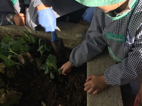 Um menino do pré-escolar a plantar uma couve.