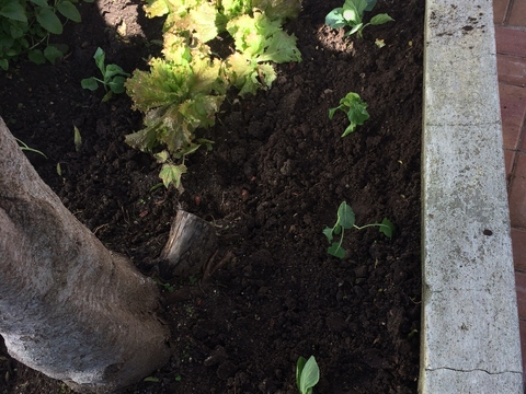 É possível ver já algumas couves plantadas e as nossas alfaces.